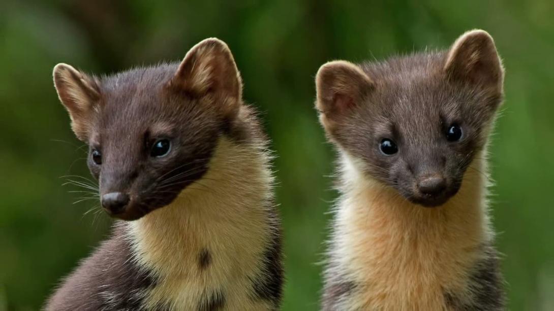 Embedded thumbnail for Birlikte Avrupa&#039;yı Keşfedelim - Hırvatistan