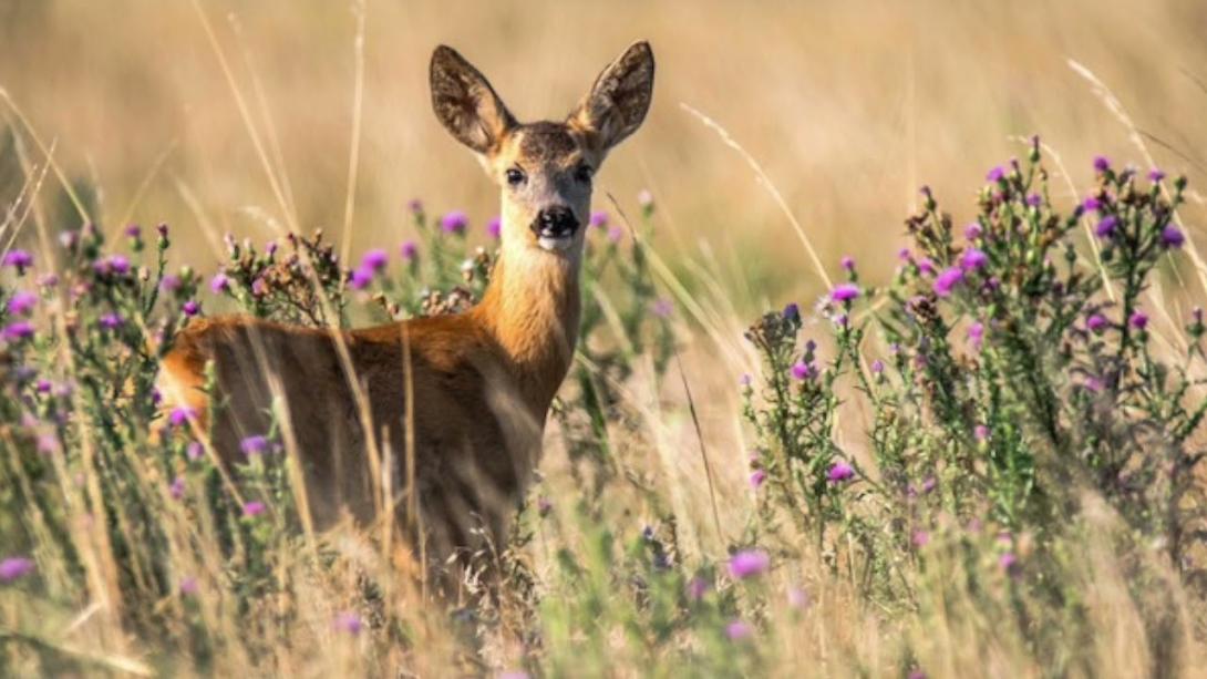 Embedded thumbnail for Birlikte Avrupa&#039;yı Keşfedelim - Estonya