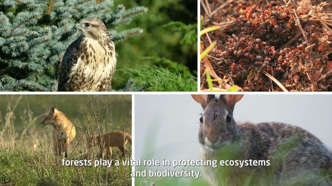 Embedded thumbnail for Alev Almadan Önlem Al