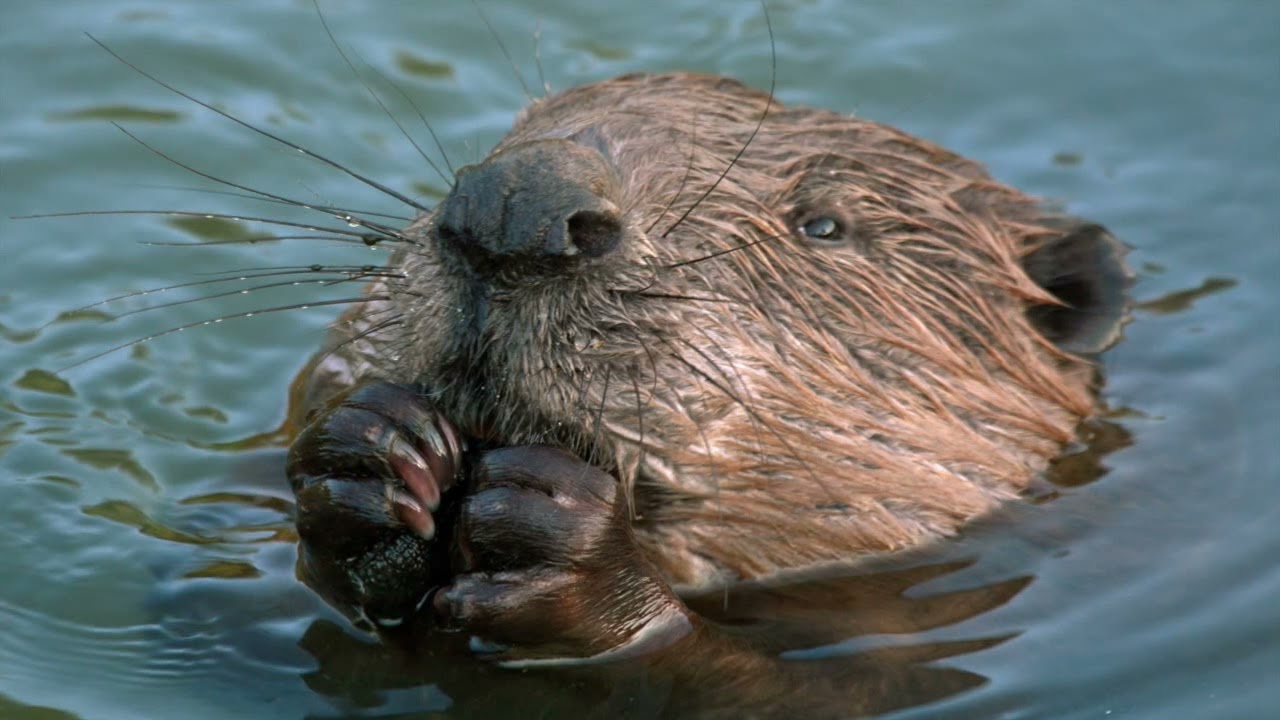 Embedded thumbnail for Birlikte Avrupa&#039;yı Keşfedelim - Letonya