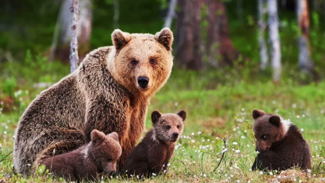 Embedded thumbnail for Birlikte Avrupa&#039;yı Keşfedelim - Finlandiya